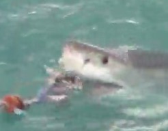 Screen Shot 2017-10-10 at 2.46.45 PM