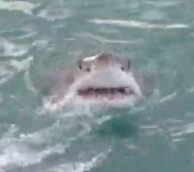 Screen Shot 2017-10-10 at 2.47.55 PM