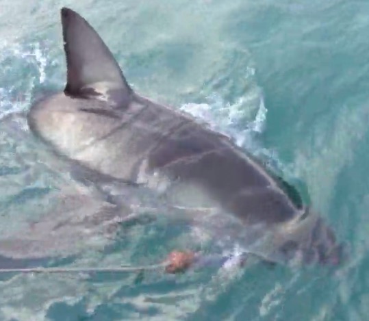 Screen Shot 2017-10-10 at 2.49.03 PM