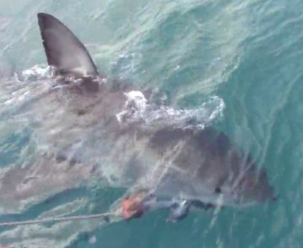 Screen Shot 2017-10-10 at 2.49.16 PM